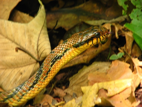 Amazon Puffing Snake