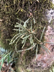 Micropolypodium okuboi