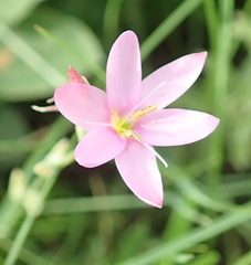 Hesperantha baurii