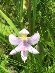 Calopogon oklahomensis