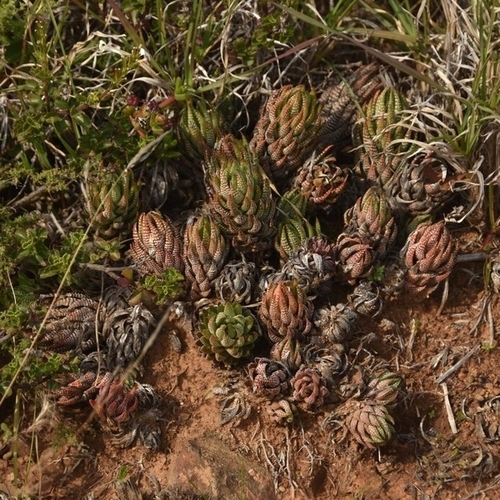 Haworthiopsis coarctata