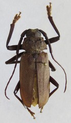 Strongylaspis corticaria