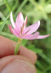 Hesperantha baurii