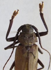 Strongylaspis corticaria