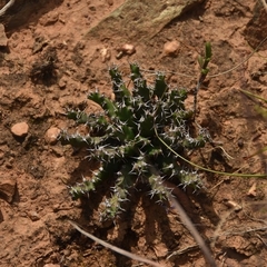 Euphorbia stellata