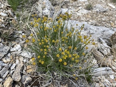 Lomatium graveolens alpinum