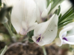 Astragalus gilviflorus