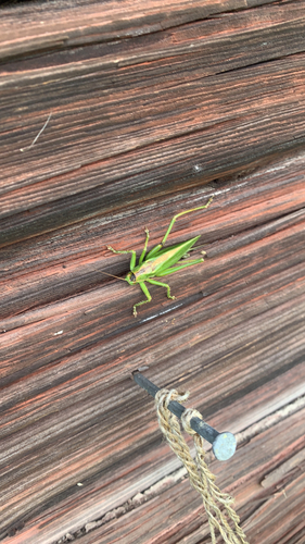 Upland Green Bush-cricket