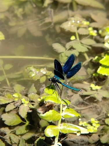 Banded Demoiselle