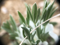 Astragalus gilviflorus