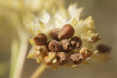 Valerianella pumila