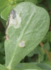 Schizocerella pilicornis