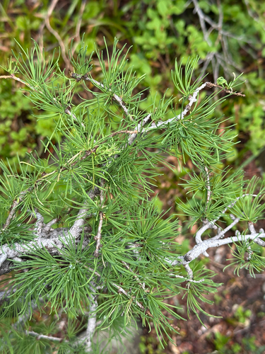 Larix lyallii, photograph 5