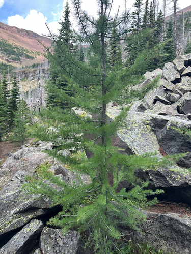 Larix lyallii, photograph 4