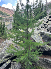 Larix lyallii, photograph author not stated, no rights reserved