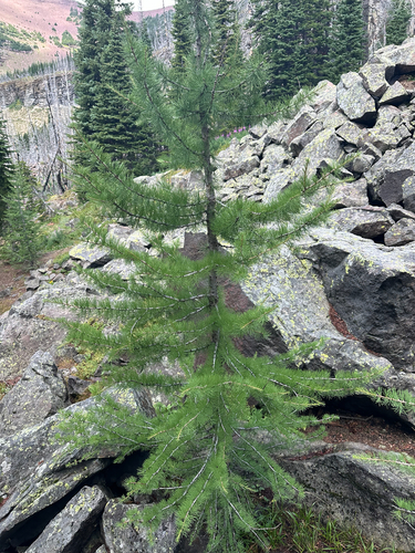 Larix lyallii, photograph 3