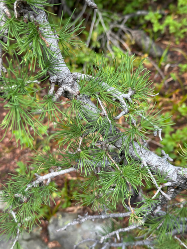 Larix lyallii, photograph 6