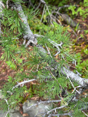 Larix lyallii, photograph author not stated, no rights reserved