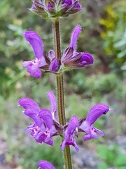 Salvia sclareoides