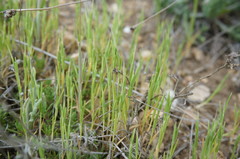 Brachypodium distachyon