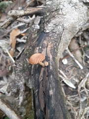 Heliocybe sulcata