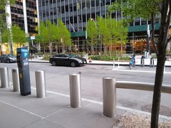 Zonotrichia albicollis