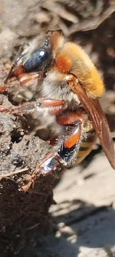 Five-striped Melipona