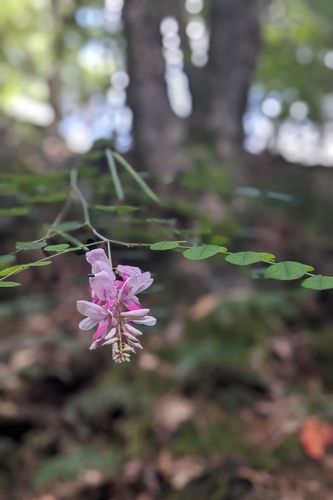 Indigofera venulosa, photograph 1