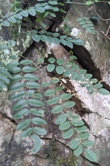 Indigofera venulosa, photograph (c) 許文俊, some rights reserved (CC BY-SA)