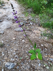 Salvia sclareoides