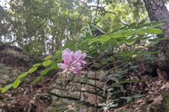 Indigofera venulosa, photograph (c) 許文俊, some rights reserved (CC BY-SA)