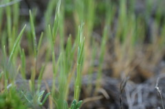 Brachypodium distachyon