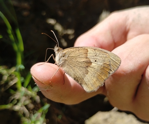 Meadow Brown