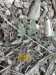 Lomatium foeniculaceum macdougalii