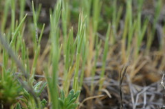 Brachypodium distachyon
