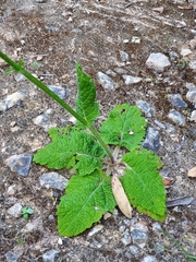 Salvia sclareoides