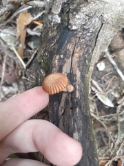 Heliocybe sulcata