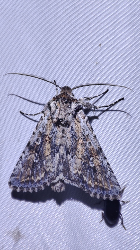 Ctenoceratoda sukharevae