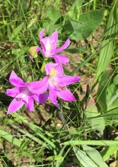 Calopogon oklahomensis