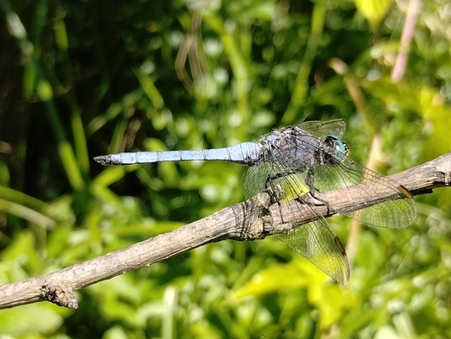 Keeled Skimmer