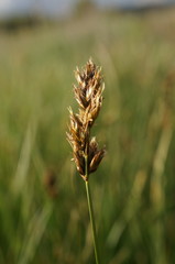 Carex stenophylla