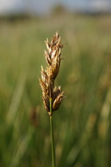 Carex stenophylla