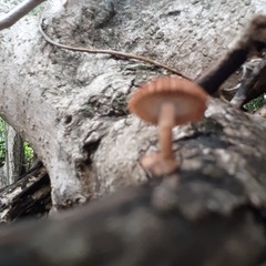 Heliocybe sulcata
