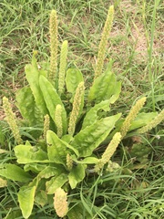 Plantago