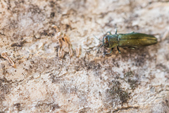 Agrilus sulcicollis