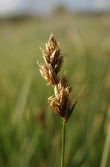 Carex stenophylla