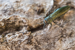 Agrilus sulcicollis