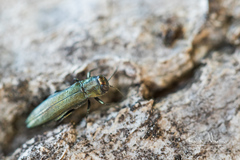 Agrilus sulcicollis