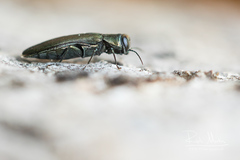 Agrilus sulcicollis