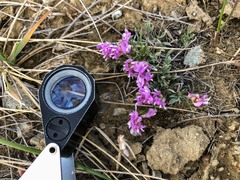 Astragalus spatulatus